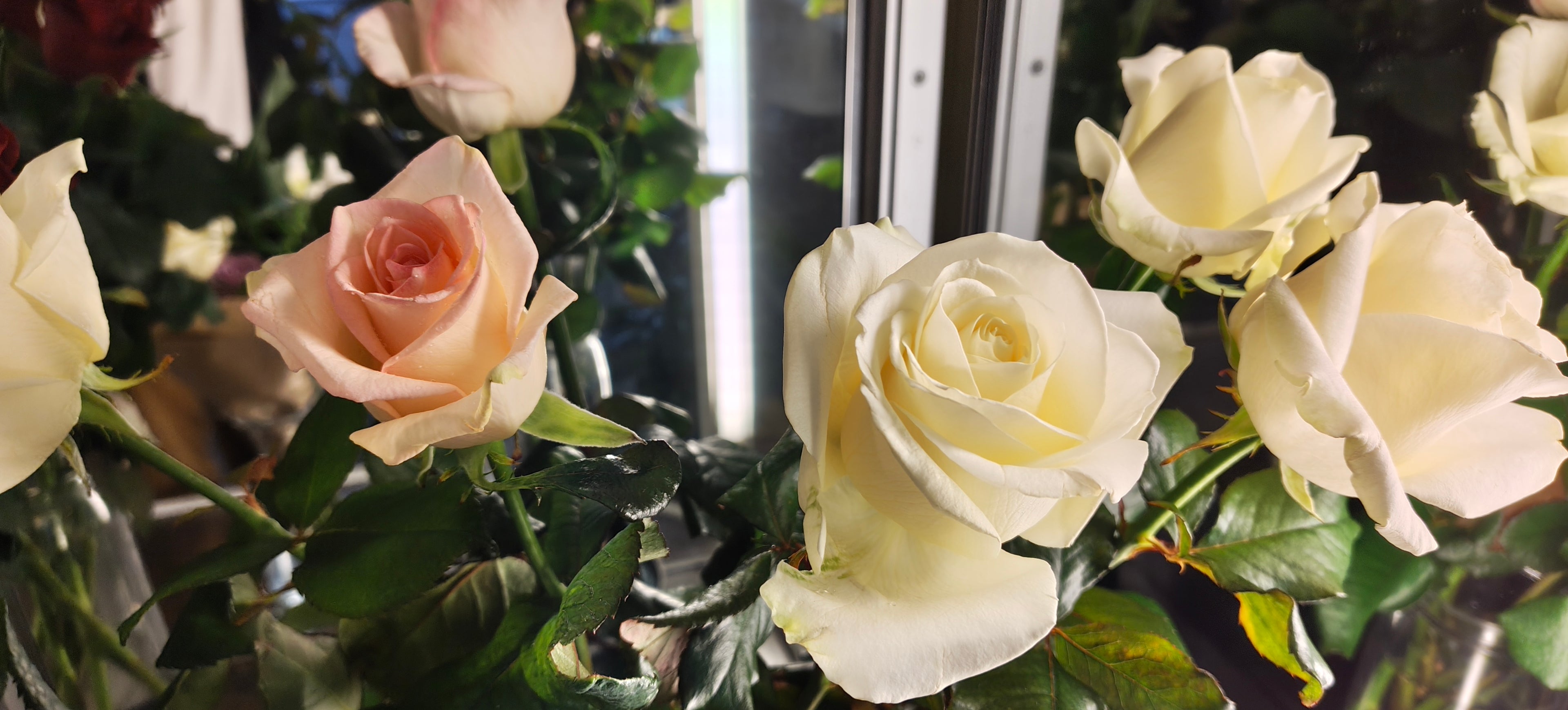 Roses 60cm, with greenery