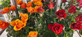 Roses 60cm, with greenery