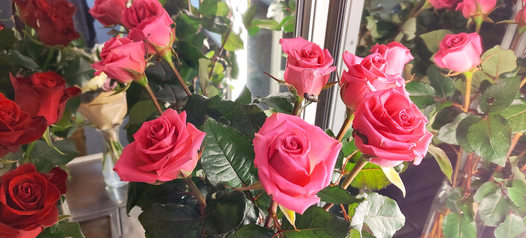 Roses 60cm, with greenery